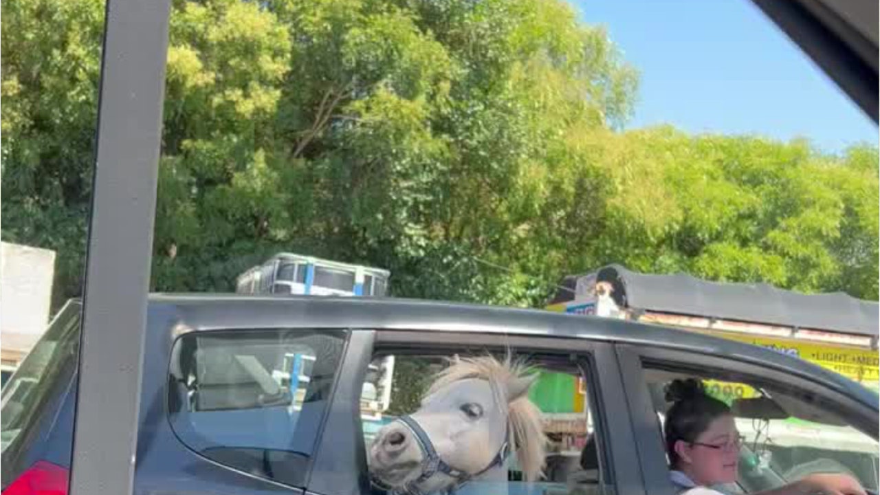 Mini horse spotted in car at McDonald's drive-thru - Vimarsana News