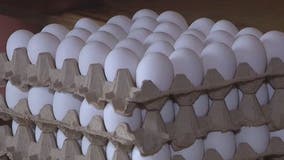Why is there an egg shortage?