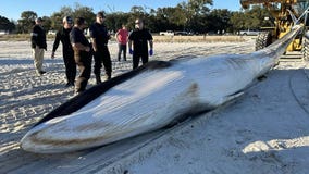 30-foot fin whale found stranded, dead off Mississippi Gulf Coast: ‘A very rare species’