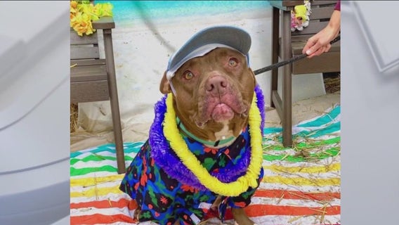 Long Beach animal services hit highest adoption rate ever in 2022