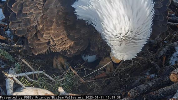 Jackie the Big Bear bald eagle lays first egg of 2023