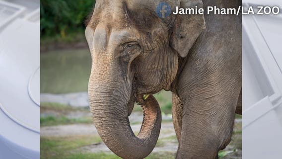 Los Angeles Zoo’s aged Asian elephant Jewel euthanized