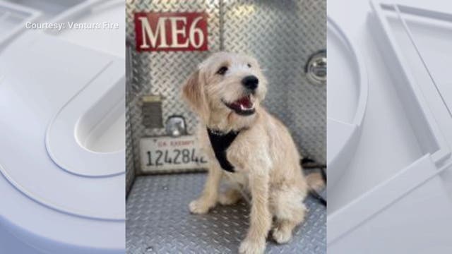 Ventura Fire department getting new comfort therapy dog
