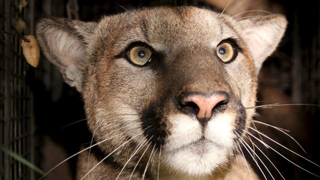 Mountain lion known as P-81 found dead, likely hit by vehicle