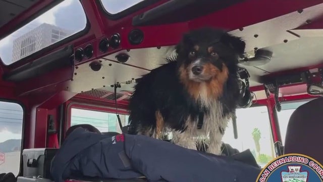 Dog rescued after being swept away into storm drain