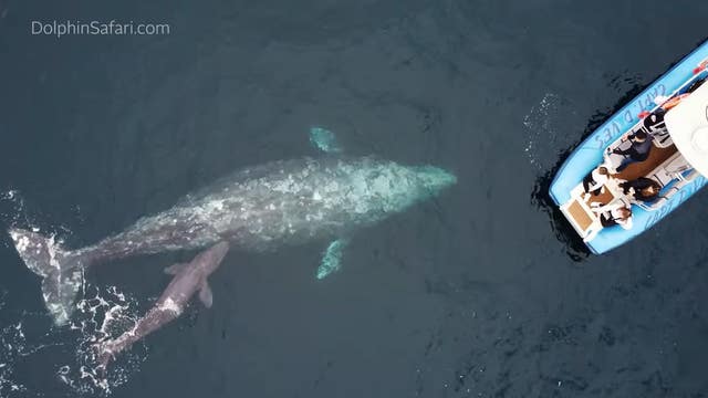 Stunned whale watching passengers witness gray whale give birth off coast of Dana Point