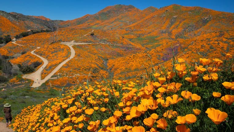 California Poppies are abundant as visitors take in the scenery of the Super Bloom, Lake Elsinore Poppy Fields in Walker Canyon after the city closed the area on March 13, 2019 in Lake Elsinore, California.