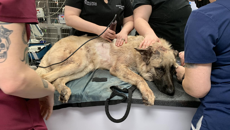 Nevada dog shot in chest, makes remarkable recovery