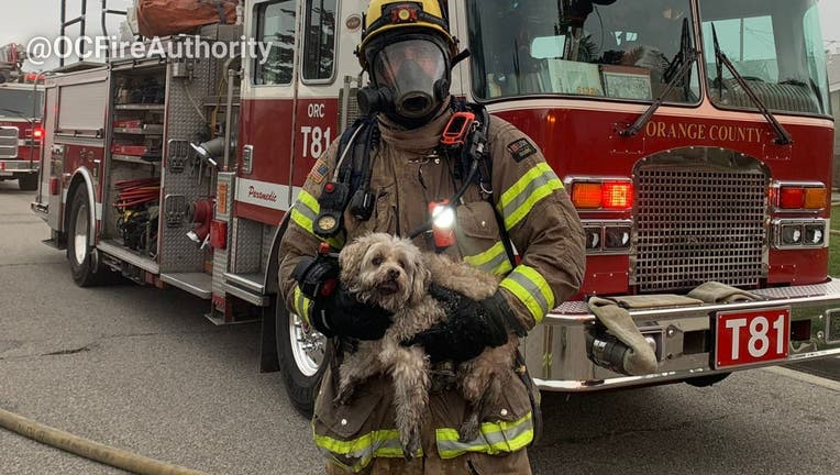 A dog was rescued by firefighters in Orange County after a house caught on fire in Garden Grove. PHOTO: Orange County Fire Authority