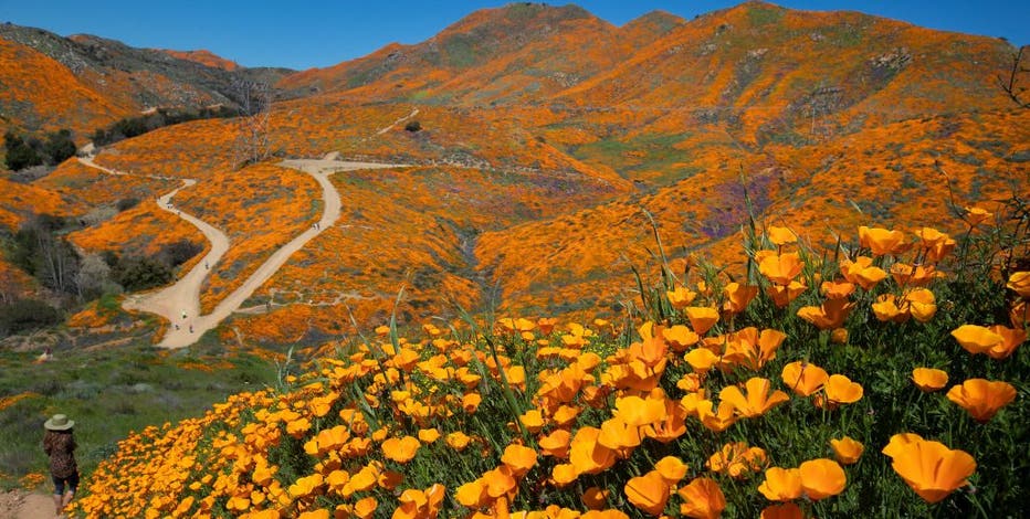 Liita 春めき Spring Bloom figure 春识 世界50体のみ Will there be a super bloom in California 2023? | FOX 11 Los Angeles