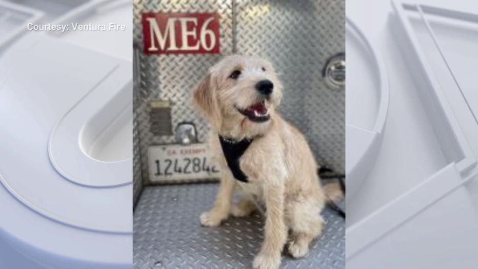 A white dog in a black harness sitting on the back of a firetruck