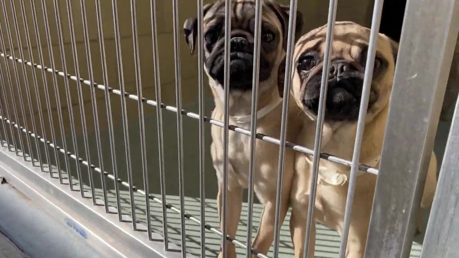 Two pugs in a a shelter cage, seen through the cage door.