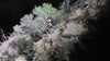 2 hikers rescued clinging to bush on cliff face in Angeles National Forest