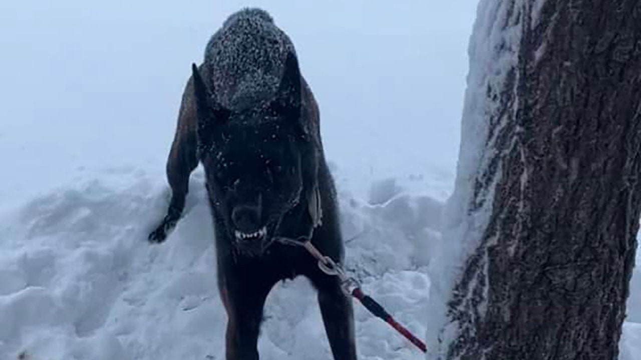 Freezing dog found tied to tree outside shelter during snowstorm | FOX ...