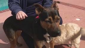 LA nurse saves dog on 5 Freeway in dramatic rescue