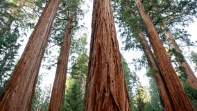 Air France pilot dies climbing Mt. Whitney in Sequoia National Park