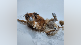 VIEWER PHOTOS: Southern California snow