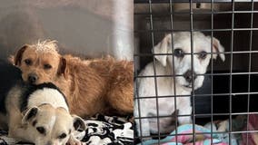 20 dogs, who were set to be euthanized, rescued from Bakersfield shelter