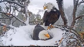 Big Bear bald eagle eggs unlikely to hatch, experts say