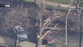 Falling tree kills woman in car at Anaheim park