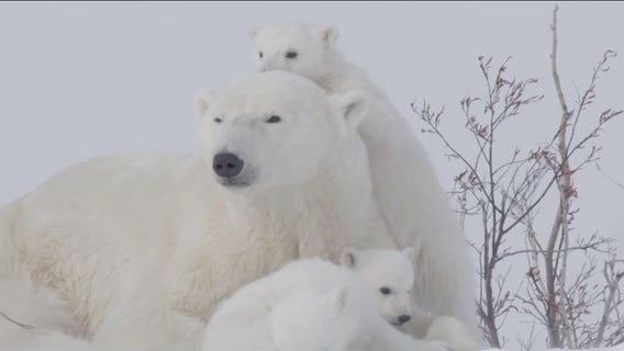 International Polar Bear Day: Group hopes to conserve species through tracking