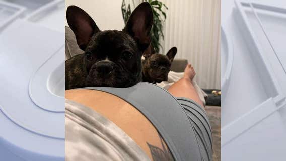 Las Vegas man charged in alleged theft of French bulldogs in Studio City