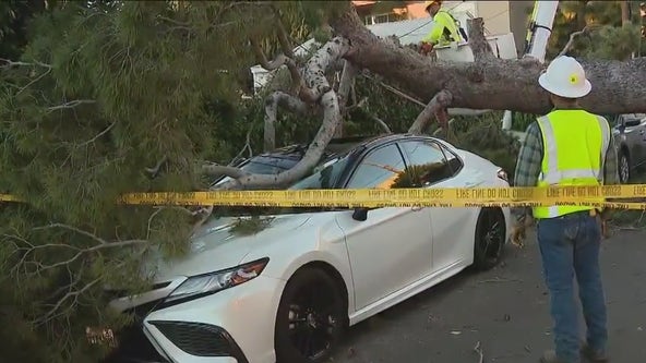 Strong winds topple trees, power lines in LA County