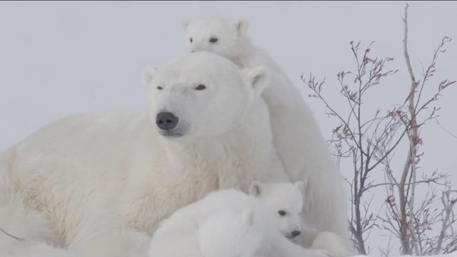 International Polar Bear Day: Group hopes to conserve species through tracking