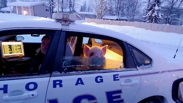 Pig who ‘looked cold’ gets lift from Alaska officers