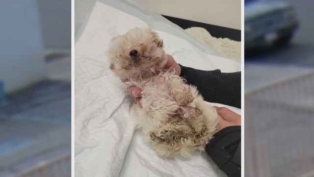 Puppy stolen during violent encounter in Bell Gardens returned to family