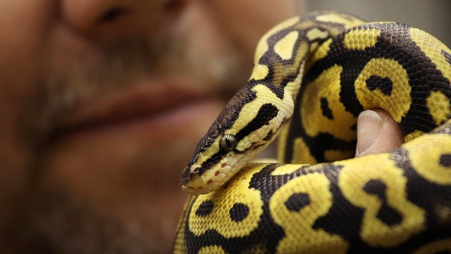 Men smuggled $5M worth of reptiles over 7 years, prosecutors say