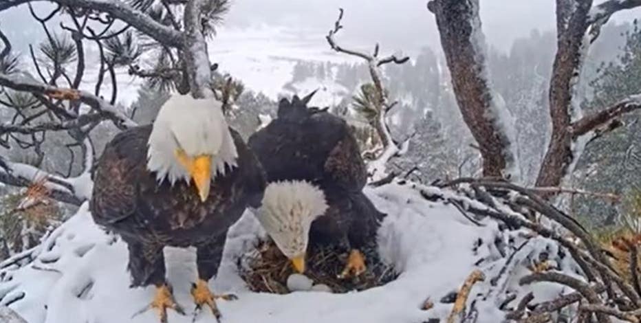 Big Bear bald eagle eggs may never hatch – San Bernardino Sun