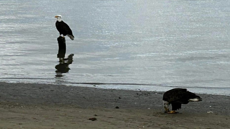 bald-eagles-on-beach-from-dara-sue.jpg