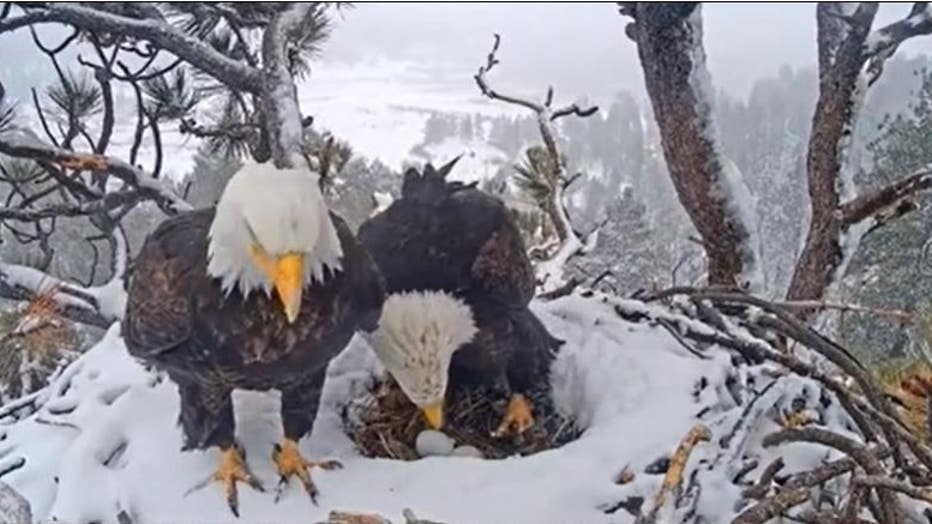 Big Bear bald eagle's first egg laid in 2023 was livestreamed