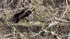 First wolverine sighting in over 30 years reported along Oregon river near Portland