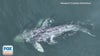 No fluke: Whale without tail spotted off California coast