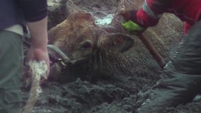 Over a dozen animals stuck in mud, crews working to rescue them