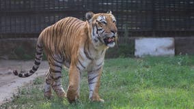 Tiger reported missing from Georgia animal safari after possible tornado rips through region
