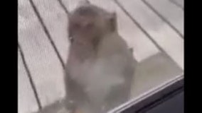 Video shows escaped monkey charge at homeowner: ‘What’s a monkey doing in Oklahoma?’