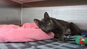 46 cats, kittens rescued from OC apartment