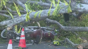 Motorcyclist crashes into wind-toppled tree in Lincoln Heights