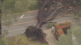Large tree crashes down in Brentwood