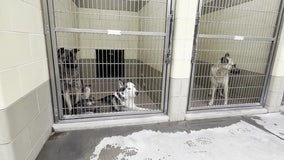 West Hollywood bans retail sale of all live animals