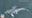 No fluke: Whale without tail spotted off California coast