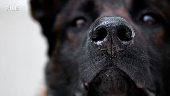 Man mauled to death by 4 dogs in Jurupa Valley