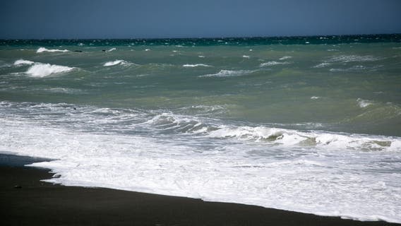 Whale found on California beach dies despite rescue effort