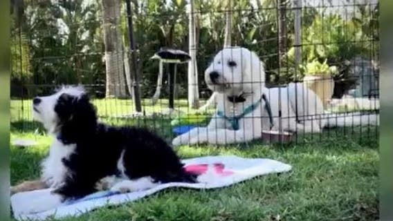 In Depth: Congressman Brad Sherman, Pet Safety