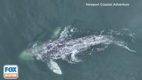 No fluke: Whale without tail spotted off California coast