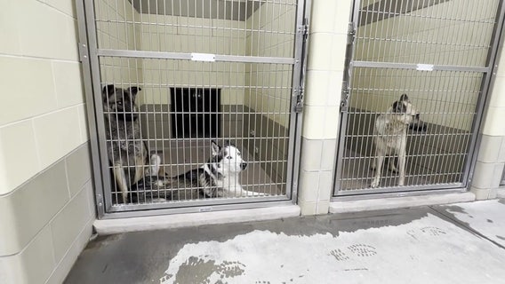 West Hollywood bans retail sale of all live animals