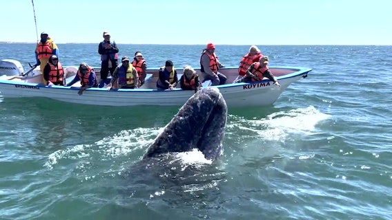 Conservation group inspires passion for protecting whales at lagoon in Mexico